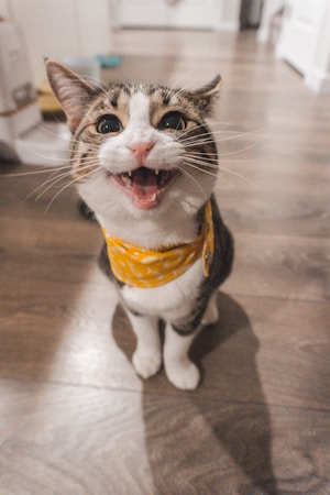 猫腿瘸了自己能恢复吗？详解原因、恢复可能性与应对指南