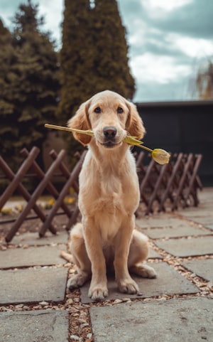 陌生人能牵走边牧吗？揭秘边境牧羊犬的忠诚度与安全防护