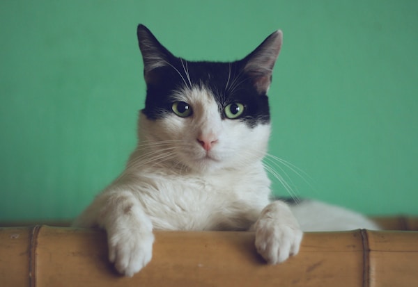 猫恢复的图片